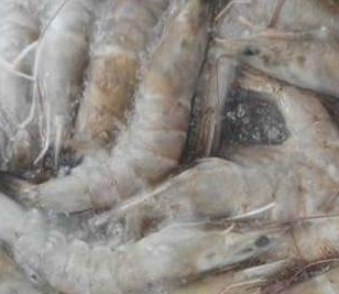 麻豆视频在线观看廠家解決海鮮水產行業冷庫問題 。