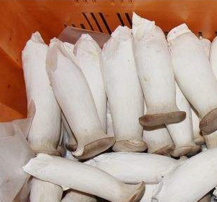 麻豆视频在线观看廠家