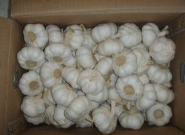 冷庫安裝廠家告訴你大蒜冷庫儲存保鮮。