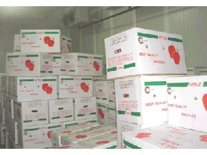 蘋果怎樣進行人工氣調貯藏？