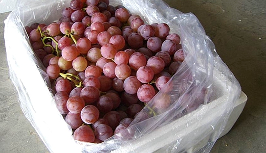 葡萄保鮮冷庫建造儲存、方法、時間、溫度