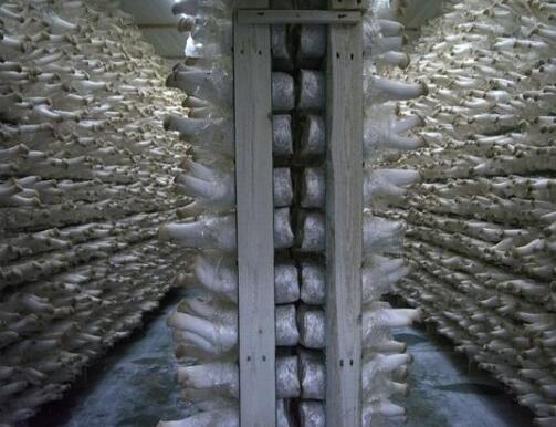 冷庫在冬天故障頻出，這是什麽原因導致的？但一定要及時維修